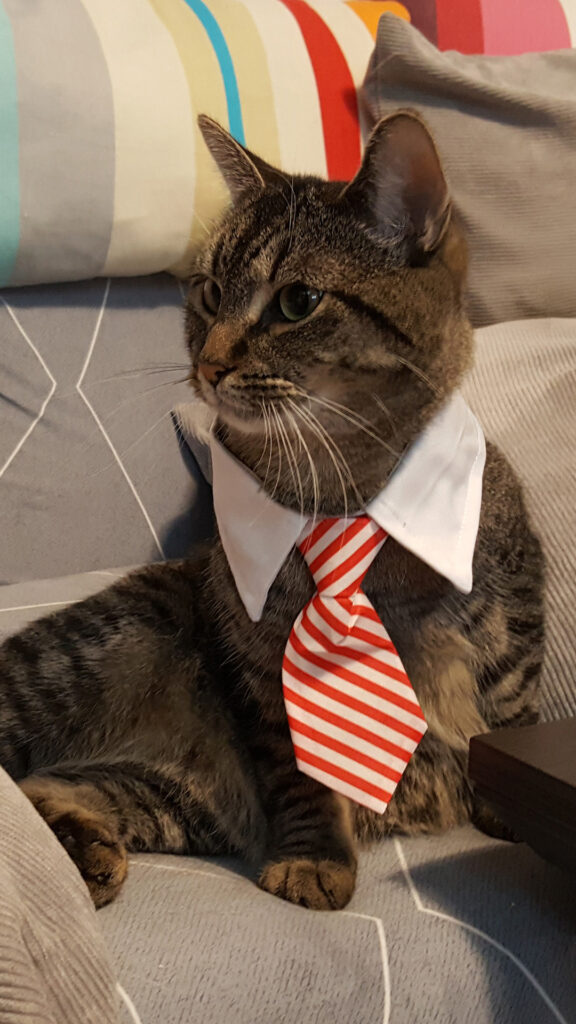 Carlo, Kater Carlo mit Krawatte