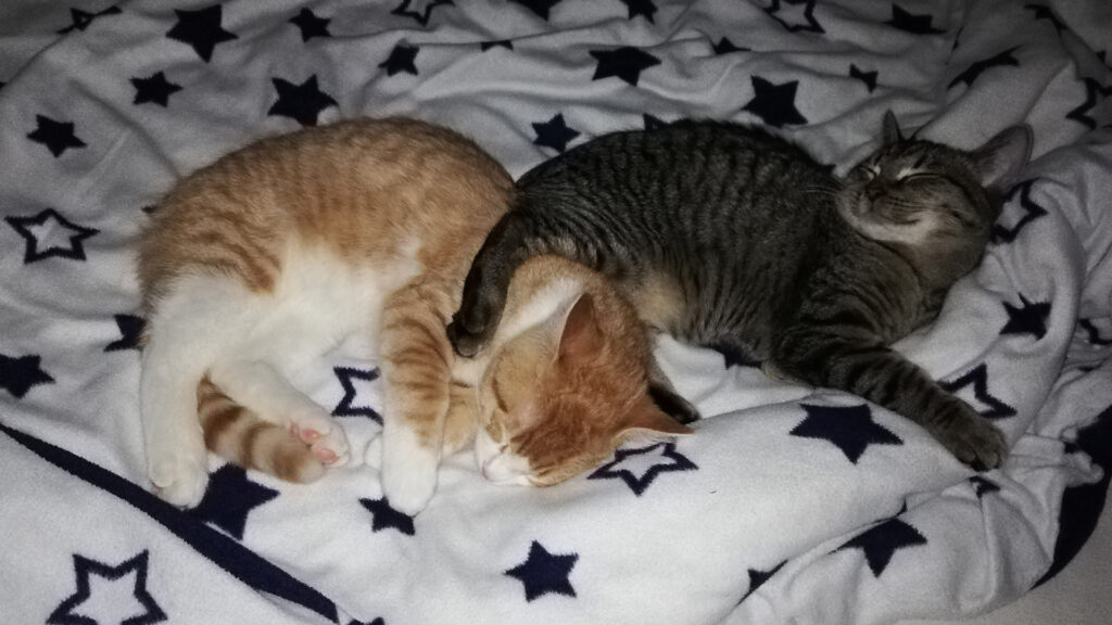Eddy und Carlo schlafen eng aneinandergekuschelt und glücklich auf einer weichen Sternendecke im Bett