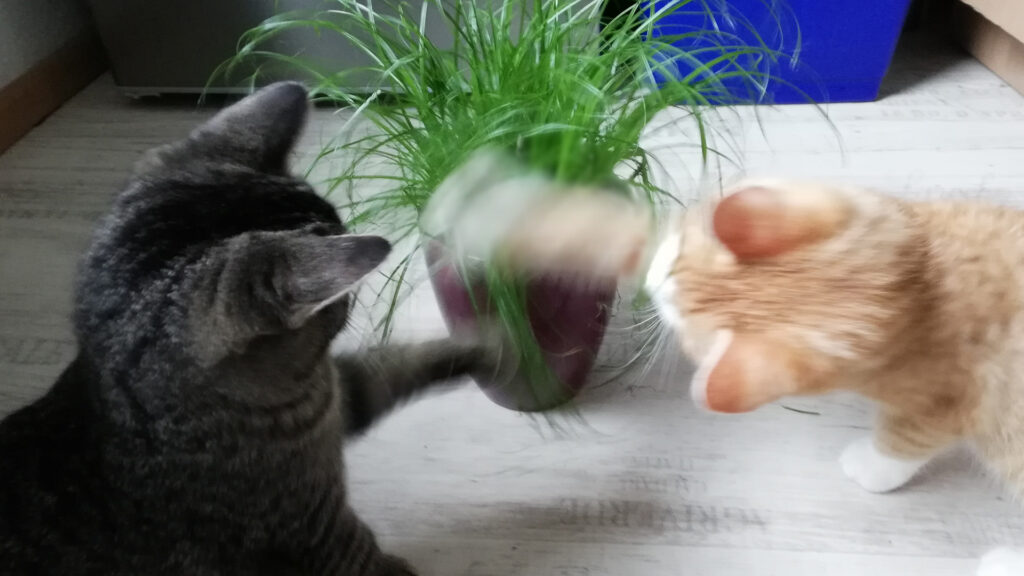 Carlo und sein Bruder Eddy begutachten gemeinsam und voller Neugier die grünen Blätter einer Zimmerpflanze