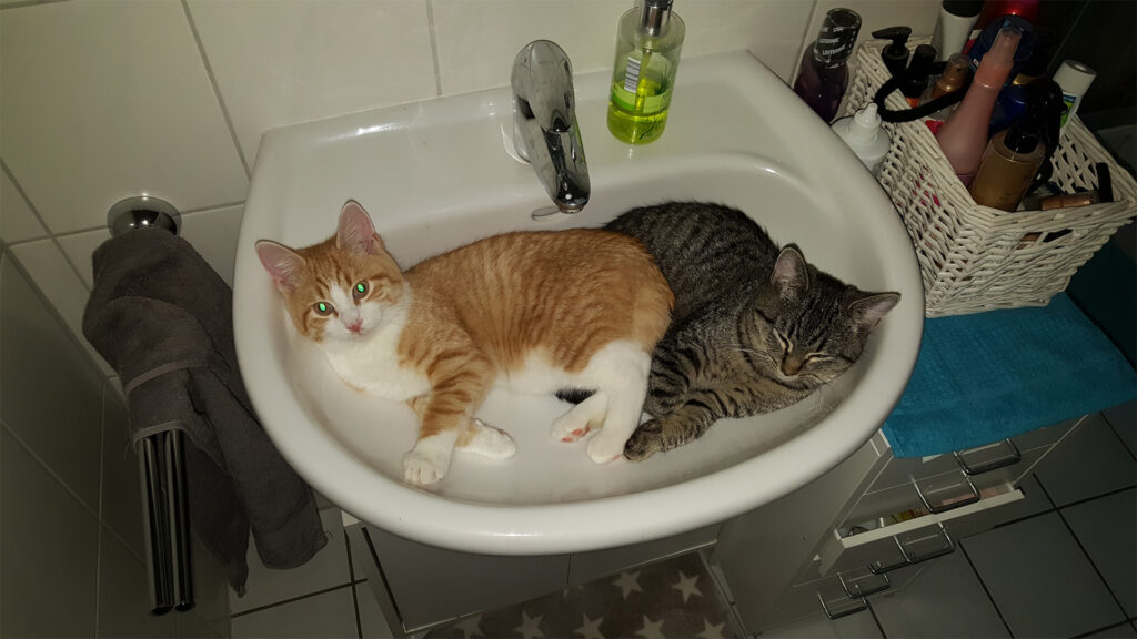 Schlafplätze für Katzen im Sommer können wunderbar kreativ sein: Eddy und Carlo kühlen sich eng aneinandergekuschelt in einem weißen Badezimmer-Waschbecken ab