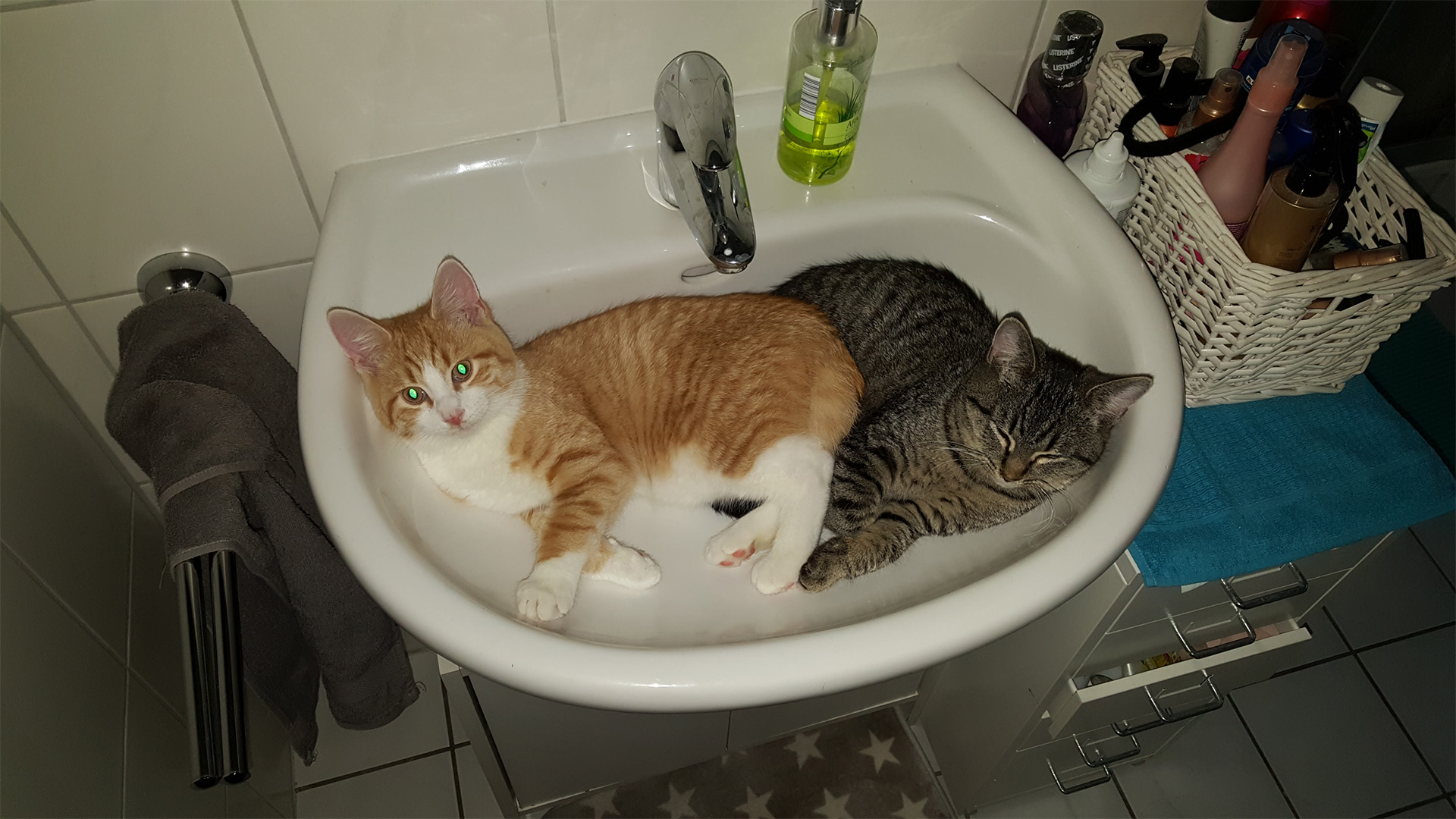 Schlafplätze für Katzen im Sommer können wunderbar kreativ sein: Eddy und Carlo kühlen sich eng aneinandergekuschelt in einem weißen Badezimmer-Waschbecken ab