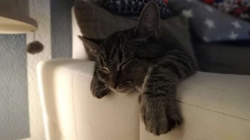 Völlig gelöst und in einer lustigen Haltung hängt Carlo schlafend über der Rückenlehne der Couch