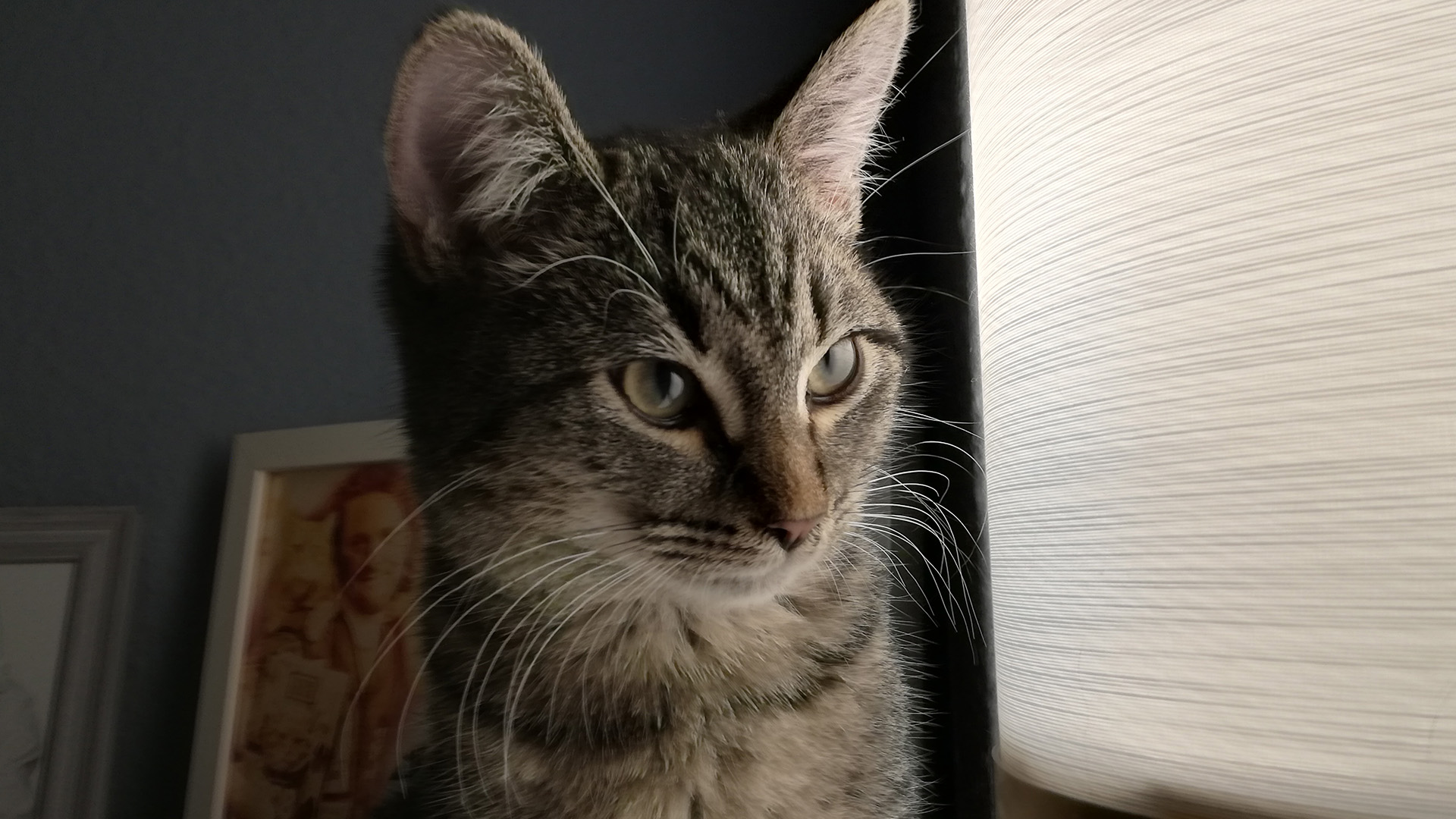 Unser Kater Carlo sitzt im warmen Licht einer Lampe und blickt mit seinen großen, wachen Augen ruhig und aufmerksam in sein neues Zuhause