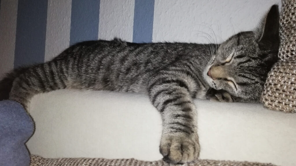 Tiefenentspannt schläft unser Kater Carlo lang ausgestreckt auf der Lehne der Wohnzimmercouch