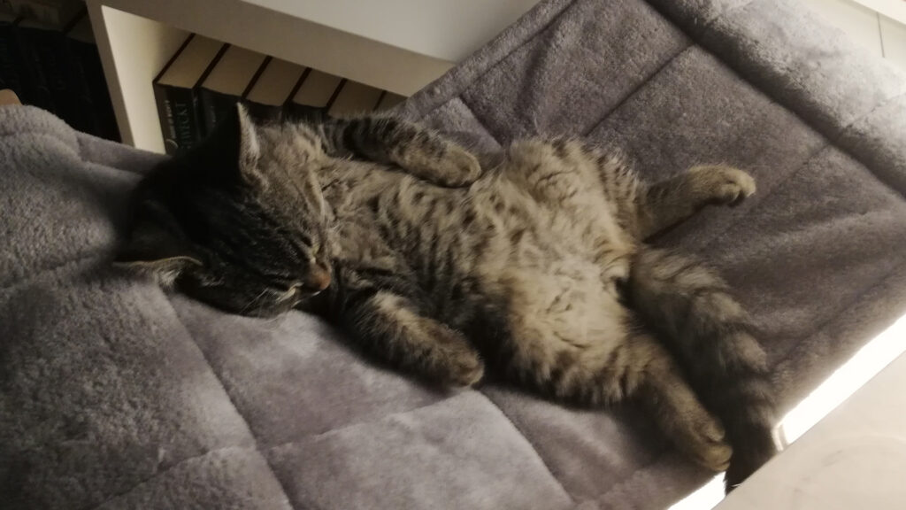 Mit dem Bauch nach oben liegt Carlo schlafend und völlig entspannt in der Hängematte seines Kratzbaums