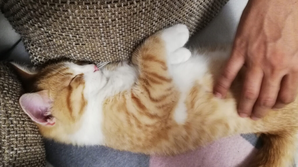 Die kraulende Hand zeigt, wie klein und zierlich der völlig entspannte Kater am Tag nach dem Einzug noch ist