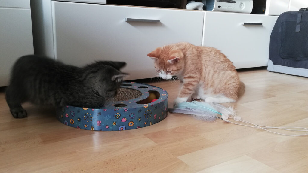 Die beiden jungen Kater beschäftigen sich direkt nach der Ankunft entspannt mit ihrem neuen Spielzeug.