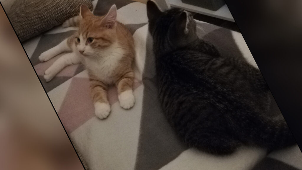 Die beiden Kater liegen am Abend ihres Einzugs ruhig und vertraut zusammen auf dem Sofa