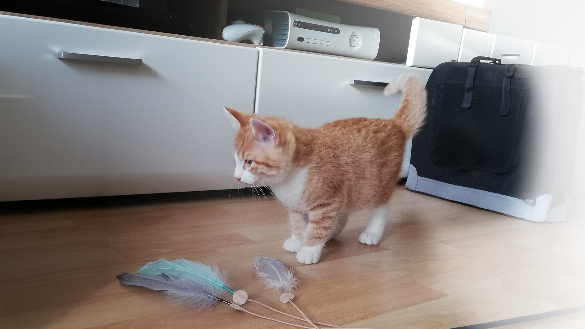 Unser kleiner Eddy erkundet am Tag seines Einzugs vorsichtig, aber hochinteressiert sein neues Zuhause