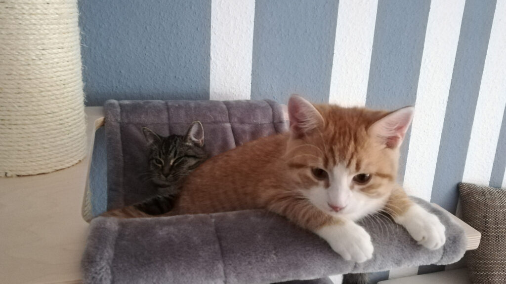 Die beiden Kater kuscheln wenige Tage nach dem Einzug vertraut in der Hängematte ihres Kratzbaums