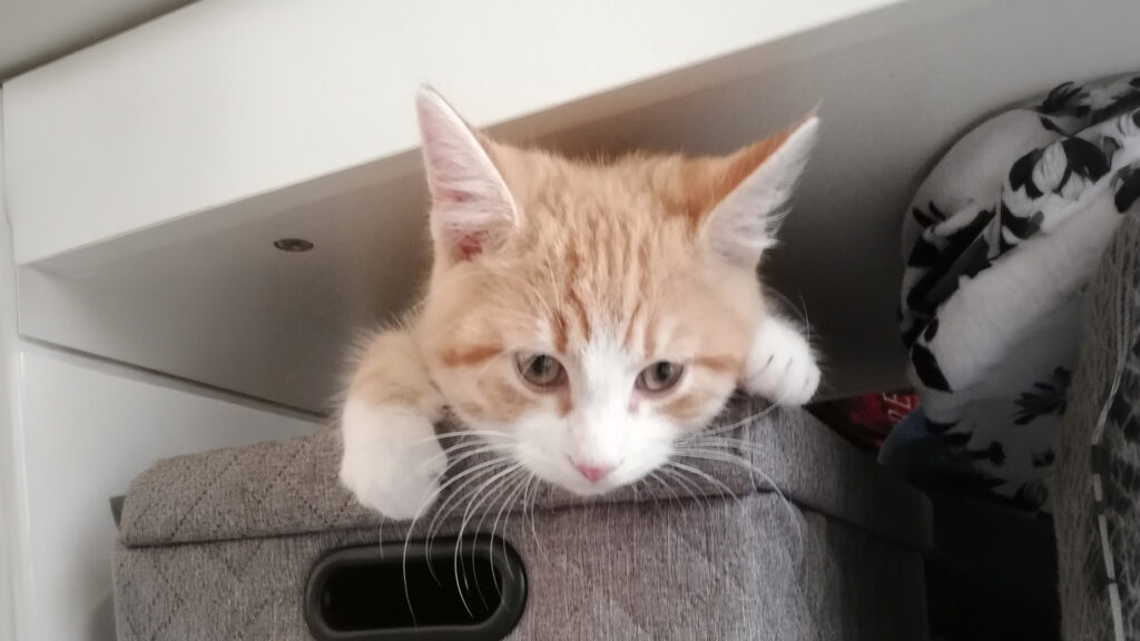 Der junge orange-weiße Kater blickt entspannt und neugierig aus seiner gemütlichen Box unter dem Tisch